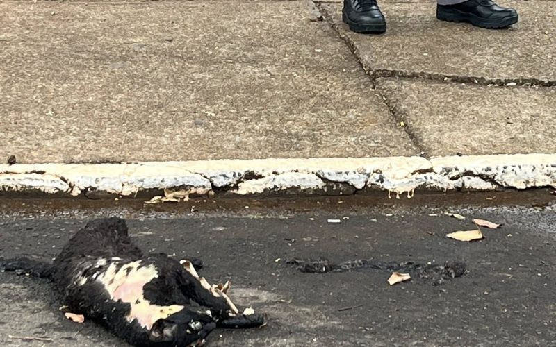 Crueldade choca Andradina: gato preto é encontrado morto em frente à Delegacia de Ensino