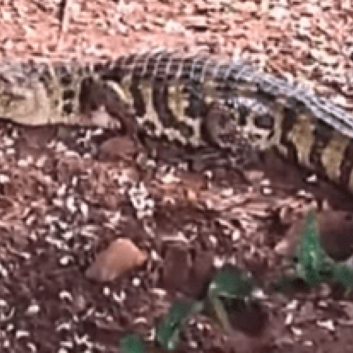 Jacaré invade quintal e assusta moradora em Mirandópolis