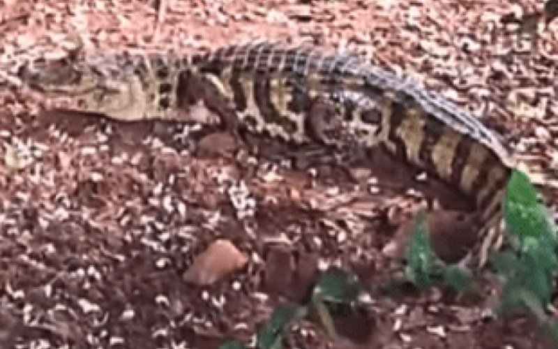 Jacaré invade quintal e assusta moradora em Mirandópolis
