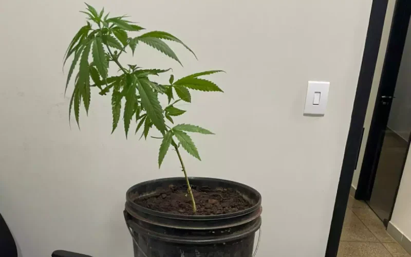 Homem é preso por tráfico e com pé de maconha em Itapura