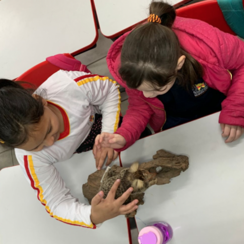 Prevenção de maus-tratos a animais entra no currículo de escolas