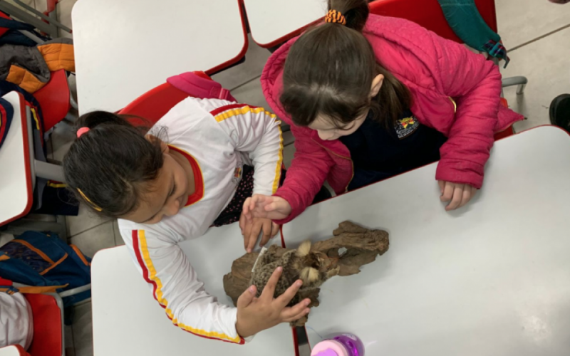 Prevenção de maus-tratos a animais entra no currículo de escolas