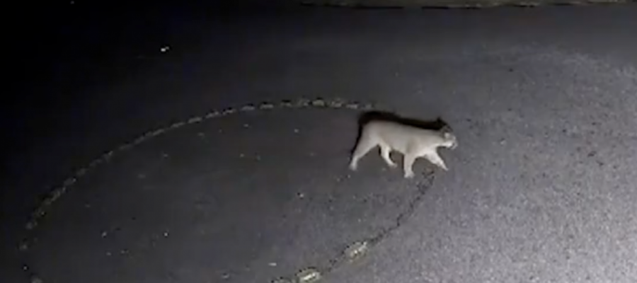 Pitbull enfrenta onça dentro de casa e protege crianças