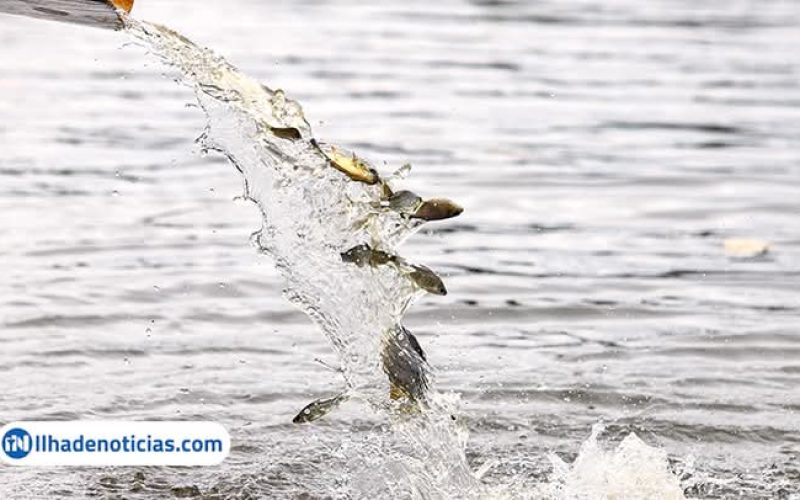 CTG SOLTA 750 MIL PEIXES NO RIO PARANÁ