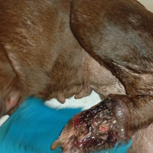 Resgate de cadela ferida mobiliza equipe do Departamento de Proteção Animal