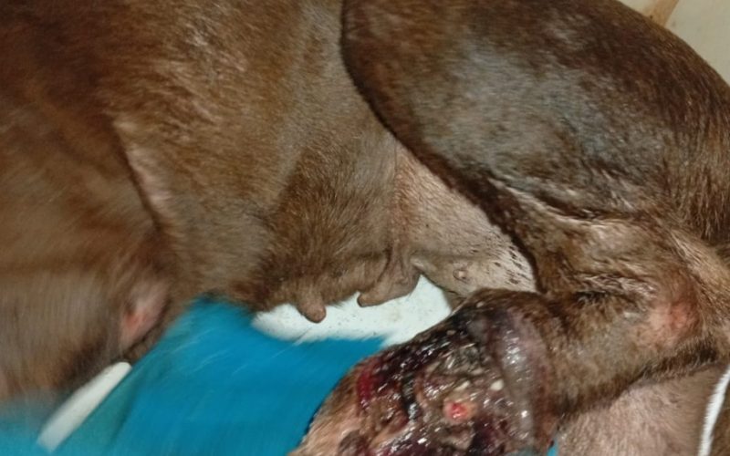Resgate de cadela ferida mobiliza equipe do Departamento de Proteção Animal