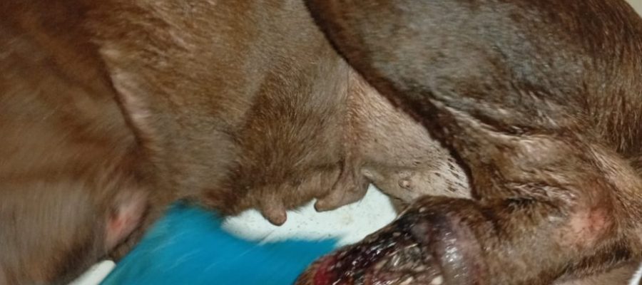 Resgate de cadela ferida mobiliza equipe do Departamento de Proteção Animal