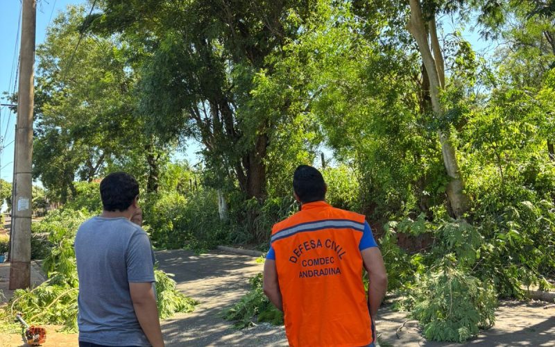 Defesa Civil realiza poda preventiva de árvores no bairro São João
