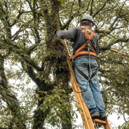 Prefeitura de Andradina realiza curso de podadores