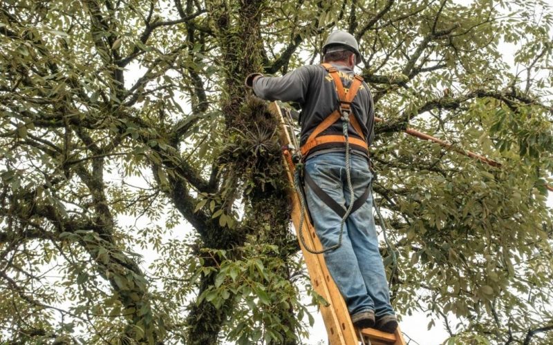 Prefeitura de Andradina realiza curso de podadores