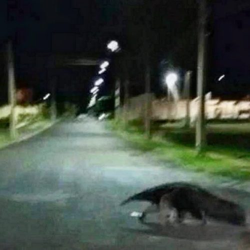 Tamanduá flagrado andando pelas ruas da cidade