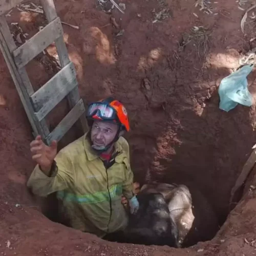 Brigada resgata vaca que caiu em buraco na zona rural de Castilho