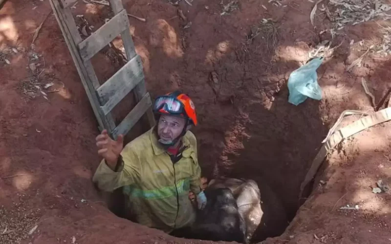Brigada resgata vaca que caiu em buraco na zona rural de Castilho